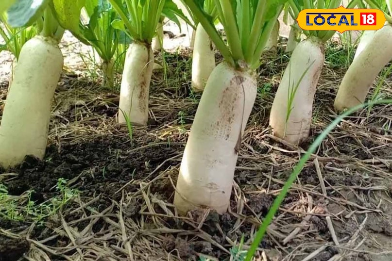 मूली  मूली