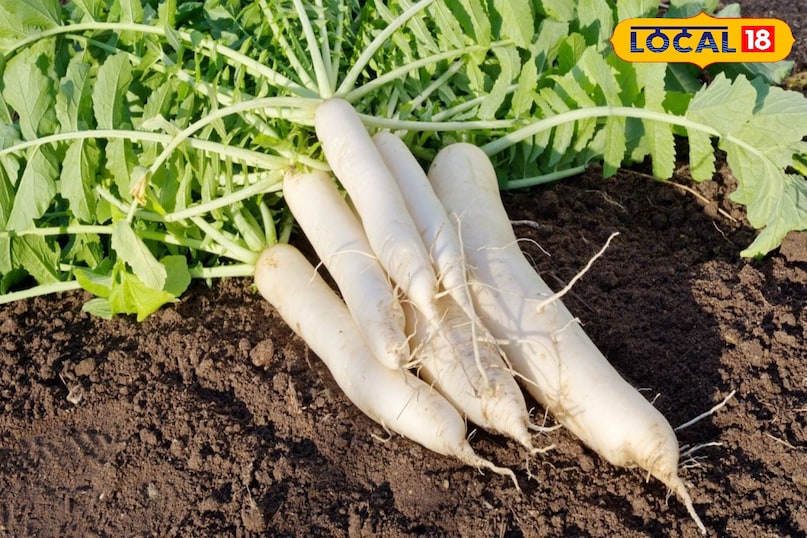 मूली मूली