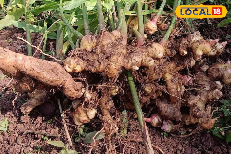 अदरक अदरक