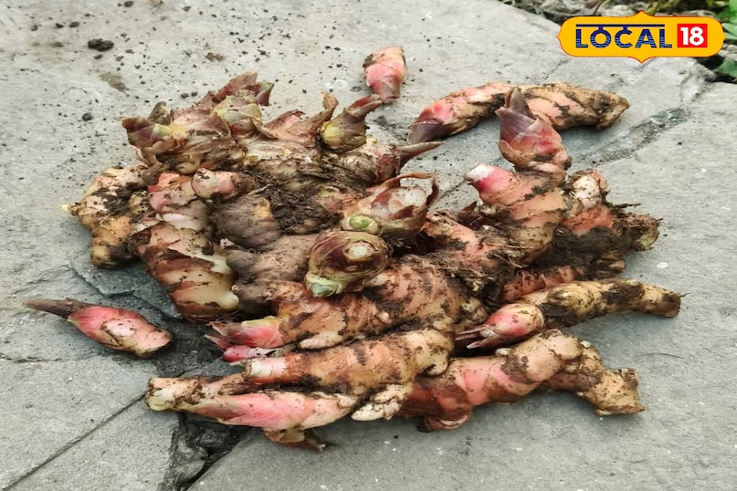 अदरक अदरक