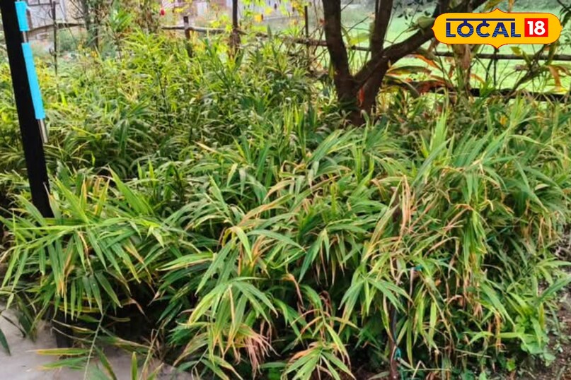 रामपुर रामपुर