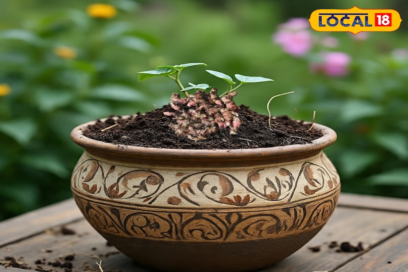 गमला गमला