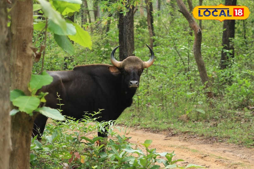 बारनवापारा अभयारण्य: हरियाली के बीच फिर से गूंजा जंगल, शुरू हुई रोमांचक लेपर्ड सफारी 