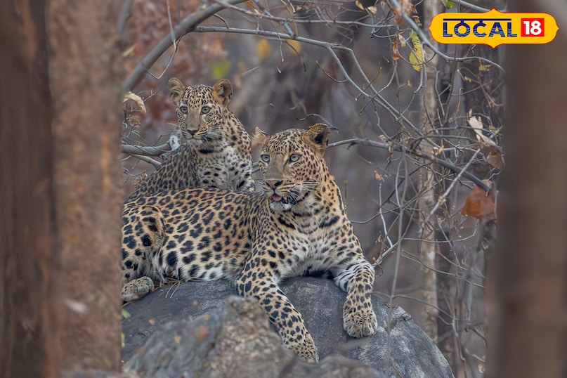 बारनवापारा अभयारण्य: हरियाली के बीच फिर से गूंजा जंगल, शुरू हुई रोमांचक लेपर्ड सफारी 