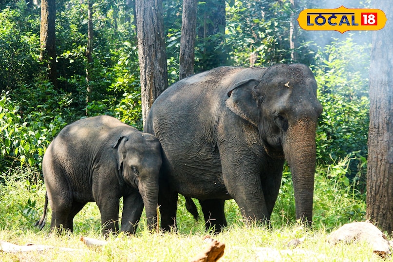 बारनवापारा अभयारण्य: हरियाली के बीच फिर से गूंजा जंगल, शुरू हुई रोमांचक लेपर्ड सफारी 