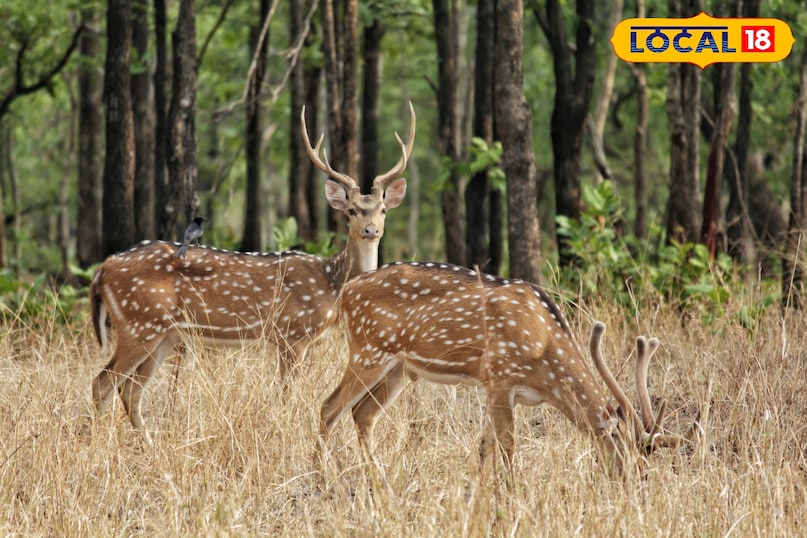 बारनवापारा अभयारण्य: हरियाली के बीच फिर से गूंजा जंगल, शुरू हुई रोमांचक लेपर्ड सफारी 