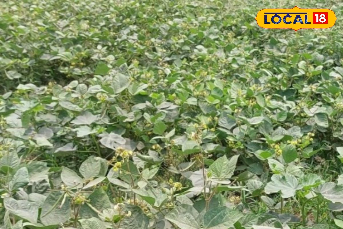 भागलपुर में करें विराट, सम्राट, पूसा, विशाल मूंग की खेती, होगी दोगुना कमाई