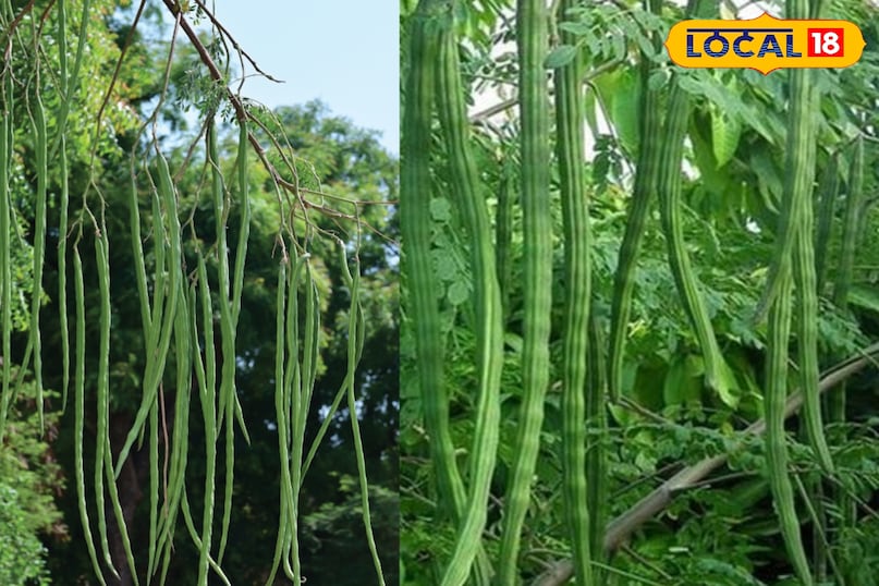 आयुर्वेद में मोरिंगा  आयुर्वेद में मोरिंगा