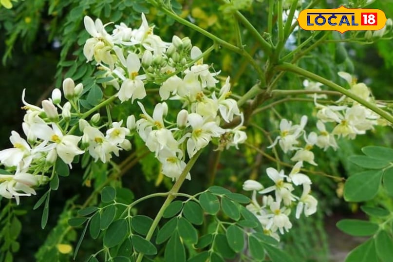 जोड़ों का दर्द और सूजन  जोड़ों का दर्द और सूजन