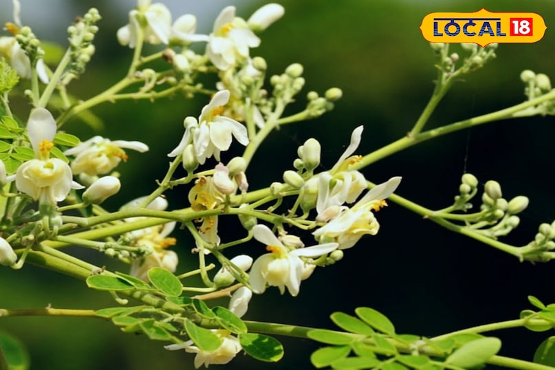 गुणवत्ता से भरपूर  गुणवत्ता से भरपूर