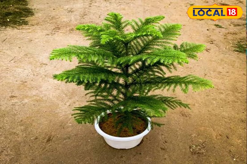 हवा शुद्ध करने की क्षमता