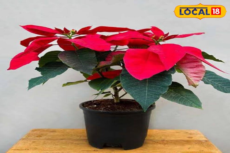 खूबसूरत पौधे और पत्तियाँ