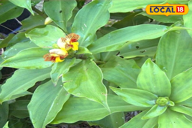 2 फीट तक ऊंचा होता है ये पौधा 