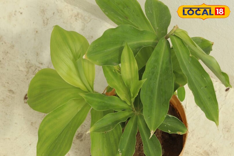 पत्तियों में होता है खट्टा टेस्ट