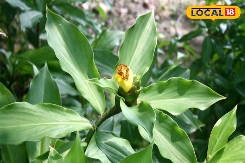 रोजाना चबाएं पत्तियां 