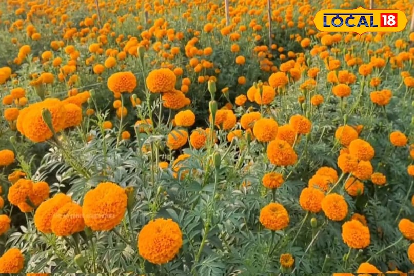 ठंड के मौसम में आप गेंदा का फूल भी लगा सकते है.गेंदा सर्दियों का सबसे लोकप्रिय फूल माना जाता है. इसका पौधा न केवल सुंदर दिखता है बल्कि बहुत कम देखभाल में भी खूब खिलता है,पीले और नारंगी रंग के गेंदा के फूल आपके घर या बगीचे को सजाने के लिए एकदम परफेक्ट हैं, साथ ही इसकी खुशबू से वातावरण ताजगी से भर जाता है. ठंड के मौसम में आप गेंदा का फूल भी लगा सकते है.गेंदा सर्दियों का सबसे लोकप्रिय फूल माना जाता है. इसका पौधा न केवल सुंदर दिखता है बल्कि बहुत कम देखभाल में भी खूब खिलता है,पीले और नारंगी रंग के गेंदा के फूल आपके घर या बगीचे को सजाने के लिए एकदम परफेक्ट हैं, साथ ही इसकी खुशबू से वातावरण ताजगी से भर जाता है.