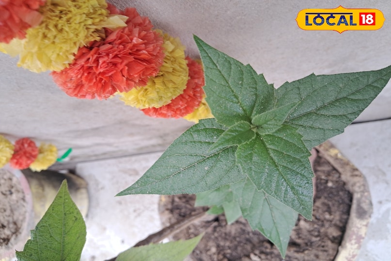 सेहत सेहत