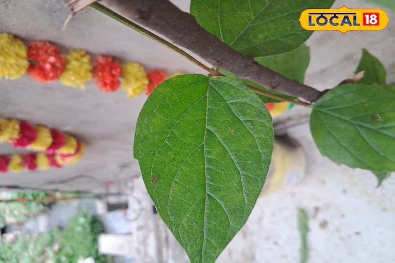 हेल्थ हेल्थ