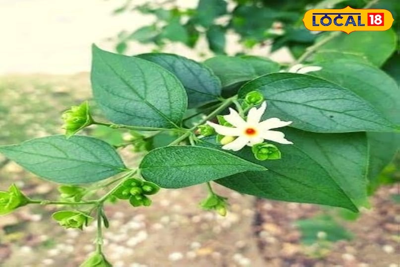 फायदा फायदा