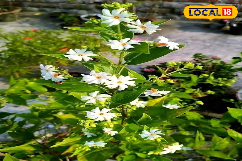 सेहत सेहत