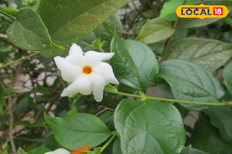 स्वास्थ्य स्वास्थ्य