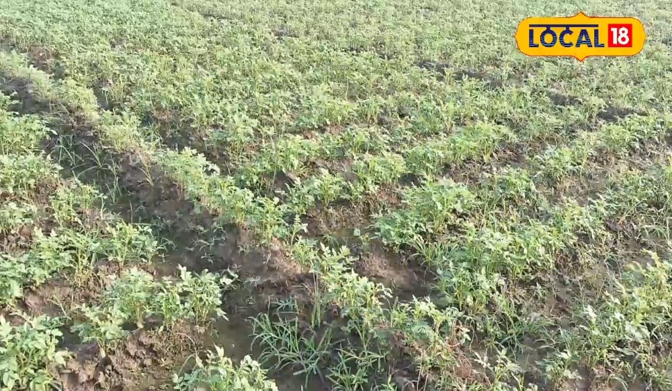 1 एकड़, 300000 का मुनाफा... इस फसल की खेती से किसान बनें लखपति