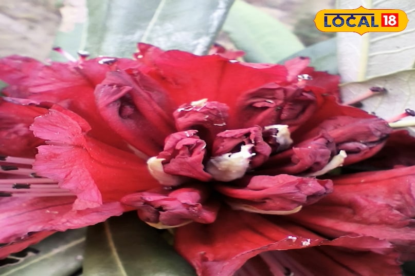 Buransh juice is most commonly consumed in which season Buransh juice is most commonly consumed in which season