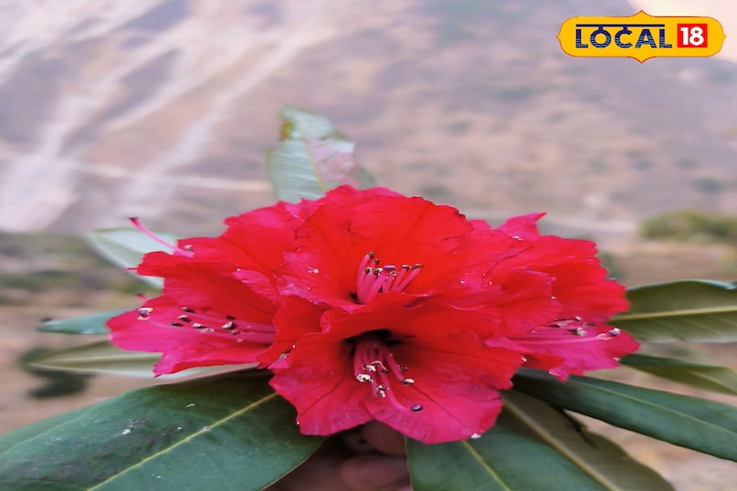 When you find this flower When you find this flower