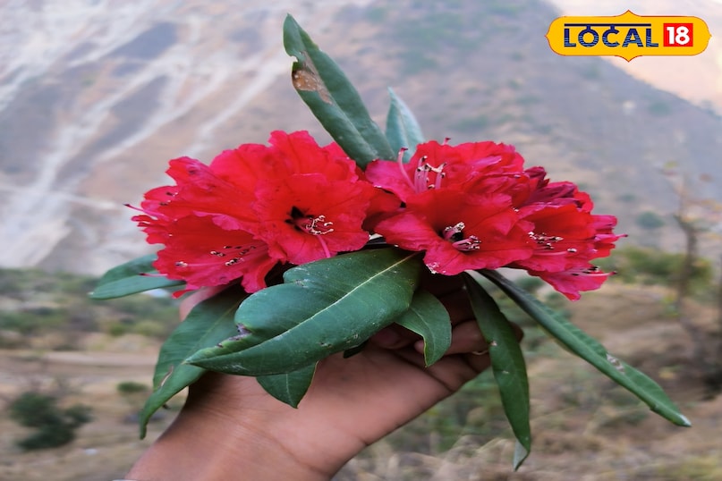 Buransh flower Buransh flower