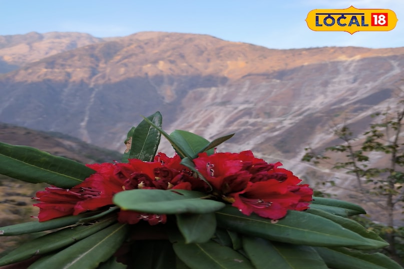 Benefits of Buransh leaves Benefits of Buransh leaves