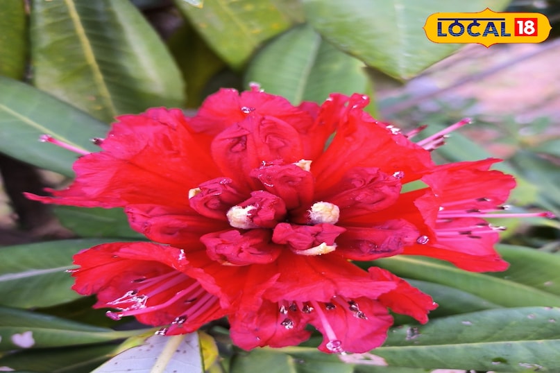 What is the use of Buransh What is the use of Buransh