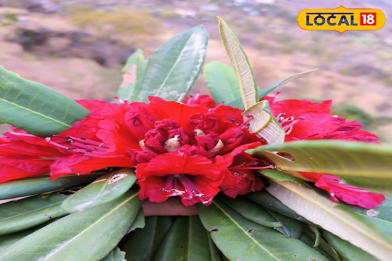 Where did you find Buransh Where did you find Buransh