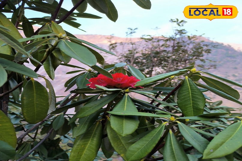 Benefits of Buransh flower Benefits of Buransh flower