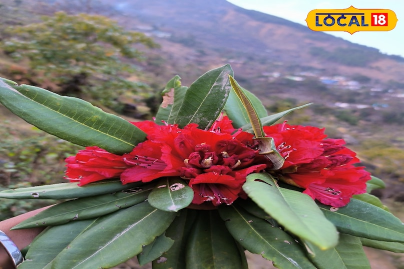 What is buransh What is buransh