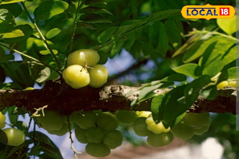 jelly receipe jelly receipe