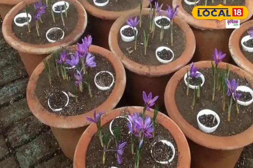 How to grow saffron at home, Saffron farming in winter, Kashmir saffron at bagwani, Indoor saffron cultivation, local18, khargone letest news, Madhya Pradesh hindi news How to grow saffron at home, Saffron farming in winter, Kashmir saffron at bagwani, Indoor saffron cultivation, local18, khargone letest news, Madhya Pradesh hindi news