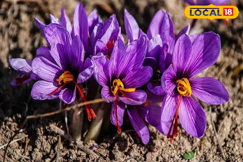 How to grow saffron at home, Saffron farming in winter, Kashmir saffron at bagwani, Indoor saffron cultivation, local18, khargone letest news, Madhya Pradesh hindi news How to grow saffron at home, Saffron farming in winter, Kashmir saffron at bagwani, Indoor saffron cultivation, local18, khargone letest news, Madhya Pradesh hindi news
