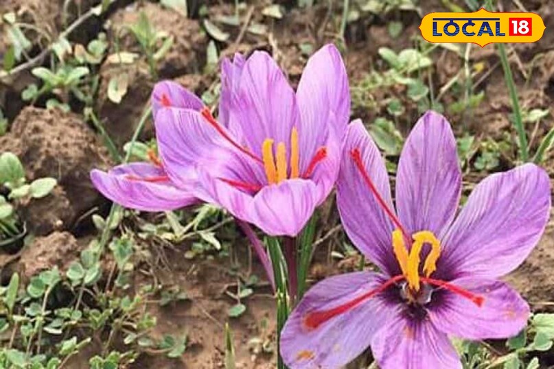 How to grow saffron at home, Saffron farming in winter, Kashmir saffron at bagwani, Indoor saffron cultivation, local18, khargone letest news, Madhya Pradesh hindi news How to grow saffron at home, Saffron farming in winter, Kashmir saffron at bagwani, Indoor saffron cultivation, local18, khargone letest news, Madhya Pradesh hindi news