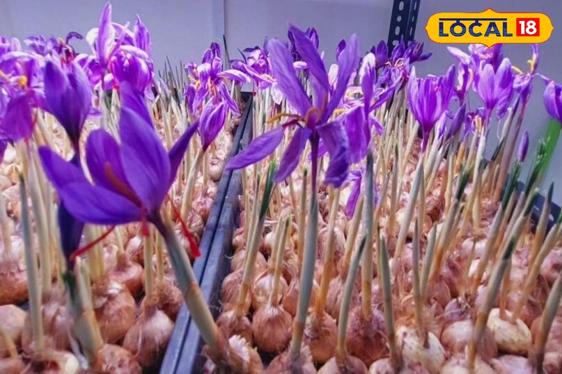 How to grow saffron at home, Saffron farming in winter, Kashmir saffron at bagwani, Indoor saffron cultivation, local18, khargone letest news, Madhya Pradesh hindi news How to grow saffron at home, Saffron farming in winter, Kashmir saffron at bagwani, Indoor saffron cultivation, local18, khargone letest news, Madhya Pradesh hindi news