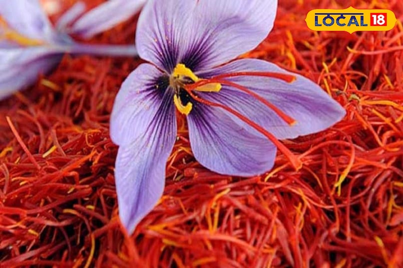 How to grow saffron at home, Saffron farming in winter, Kashmir saffron at bagwani, Indoor saffron cultivation, local18, khargone letest news, Madhya Pradesh hindi news How to grow saffron at home, Saffron farming in winter, Kashmir saffron at bagwani, Indoor saffron cultivation, local18, khargone letest news, Madhya Pradesh hindi news