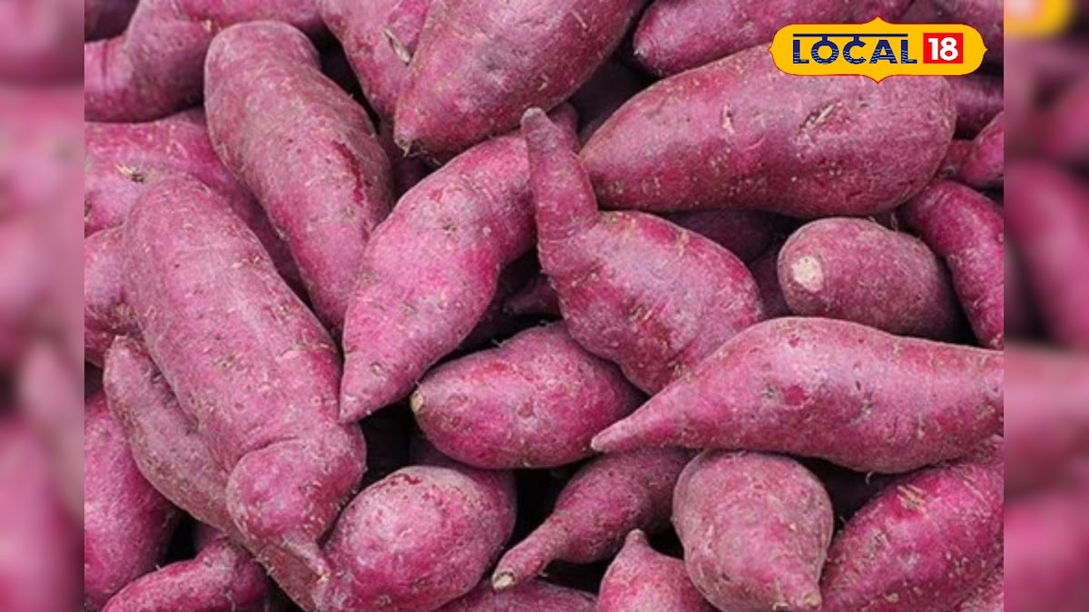 शकरकंद है विटामिन का भंडार, हड्डियों से लेकर दिल तक के लिए फायदेमंद, जानिए इसे कब खाना चाहिए