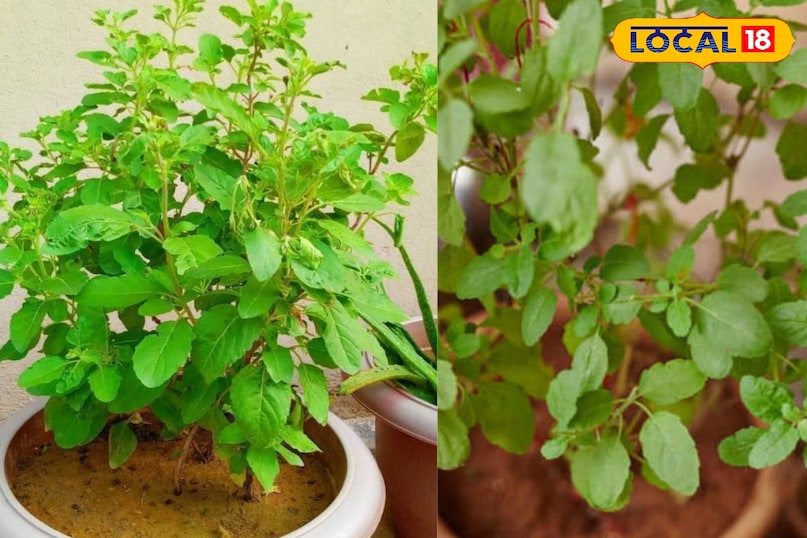 मेरठ, वायु प्रदूषण, मुलेठी, अदरक, तुलसी, हल्दी, स्वास्थ्य, फायदा, फोटो गैलरी,लोकल -18,Meerut, air pollution, liquorice, ginger, basil, turmeric, health, benefits, photo gallery, local -18