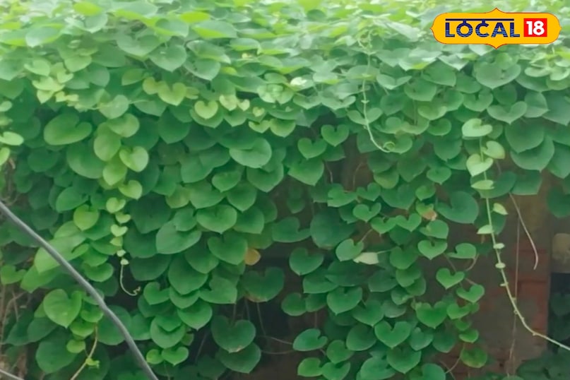 मेरठ, वायु प्रदूषण, मुलेठी, अदरक, तुलसी, हल्दी, स्वास्थ्य, फायदा, फोटो गैलरी,लोकल -18,Meerut, air pollution, liquorice, ginger, basil, turmeric, health, benefits, photo gallery, local -18