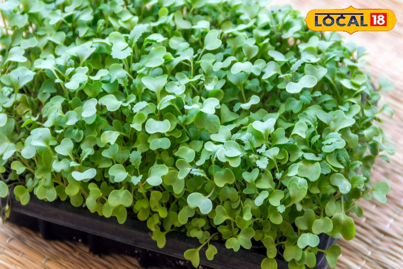 सरसों के माइक्रोग्रीन्स न केवल मसालेदार और स्वादिष्ट होते हैं, बल्कि ये विटामिन A, C, K और एंटीऑक्सीडेंट से भरपूर होते हैं। इन्हें उगाना एक सरल और पुरस्कृत अनुभव है। जिससे आप घर पर आसानी से उगा सकते हैं सरसों के माइक्रोग्रीन्स न केवल मसालेदार और स्वादिष्ट होते हैं, बल्कि ये विटामिन A, C, K और एंटीऑक्सीडेंट से भरपूर होते हैं। इन्हें उगाना एक सरल और पुरस्कृत अनुभव है। जिससे आप घर पर आसानी से उगा सकते हैं