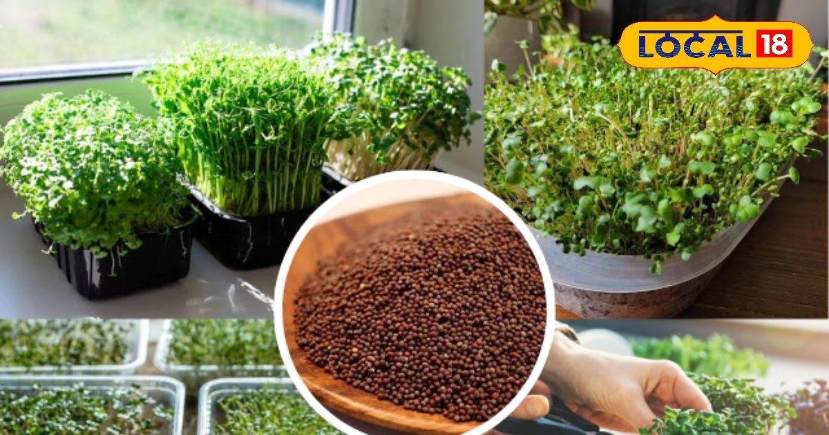 घर बैठे उगाएं हेल्दी माइक्रोग्रीन्स! सरसों के पौधों में छिपा पोषण राज!