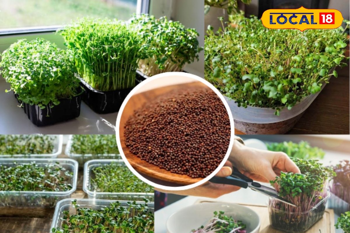 घर बैठे उगाएं हेल्दी माइक्रोग्रीन्स! सरसों के पौधों में छिपा पोषण राज!