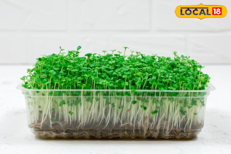 उगाने के लिए ट्रे/कंटेनर: कोई भी उथला बर्तन जैसे प्लास्टिक की ट्रे, टूटे हुए मग, दही के कंटेनर, या फिर विशेष रूप से बनी माइक्रोग्रीन्स ट्रे। नीचे जल निकासी के छेद होना जरूरी है। उगाने के लिए ट्रे/कंटेनर: कोई भी उथला बर्तन जैसे प्लास्टिक की ट्रे, टूटे हुए मग, दही के कंटेनर, या फिर विशेष रूप से बनी माइक्रोग्रीन्स ट्रे। नीचे जल निकासी के छेद होना जरूरी है।