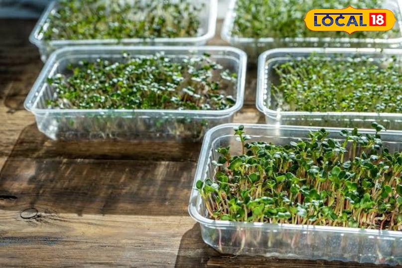 लगभग 2-3 बड़े चम्मच सरसों के बीज लें और उन्हें एक बाउल में डालें। बीजों पर उसका दोगुना या तिगुना पानी डालें। इन्हें 6-8 घंटे या रातभर के लिए भिगोकर छोड़ दें। इससे बीजों का अंकुरण तेज होगा लगभग 2-3 बड़े चम्मच सरसों के बीज लें और उन्हें एक बाउल में डालें। बीजों पर उसका दोगुना या तिगुना पानी डालें। इन्हें 6-8 घंटे या रातभर के लिए भिगोकर छोड़ दें। इससे बीजों का अंकुरण तेज होगा