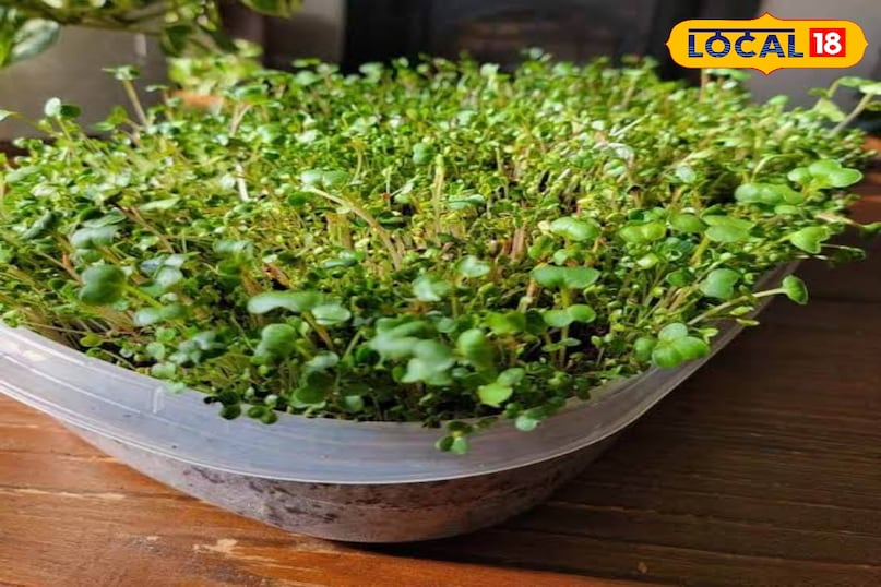 3-4 दिनों में आप देखेंगे कि बीज अंकुरित हो गए हैं और छोटे-छोटे तने निकल आए हैं। अब कवर हटा दें। अब इन ट्रे को रोशनी वाली जगह पर ले आएं, लेकिन सीधी तेज धूप में नहीं। उत्तर दिशा वाली खिड़की या फिर बालकनी की हल्की धूप आदर्श है। आप देखेंगे कि अब पौधे हरे रंग के होने लगेंगे। 3-4 दिनों में आप देखेंगे कि बीज अंकुरित हो गए हैं और छोटे-छोटे तने निकल आए हैं। अब कवर हटा दें। अब इन ट्रे को रोशनी वाली जगह पर ले आएं, लेकिन सीधी तेज धूप में नहीं। उत्तर दिशा वाली खिड़की या फिर बालकनी की हल्की धूप आदर्श है। आप देखेंगे कि अब पौधे हरे रंग के होने लगेंगे।