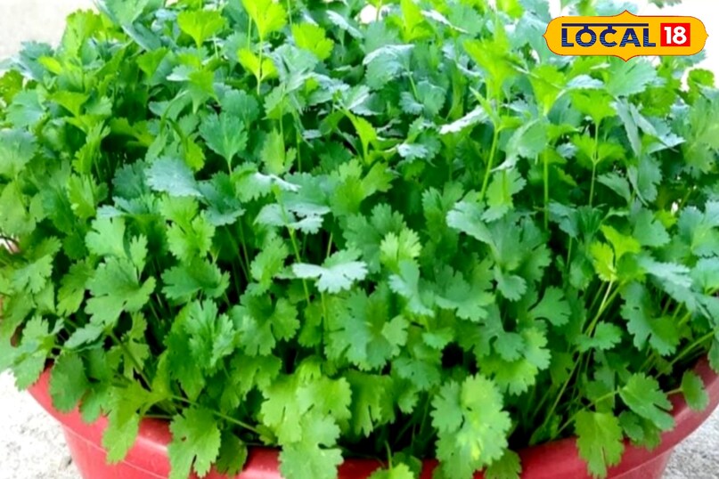 dhaniya farmming tips